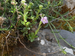 Veronica fruticulosa