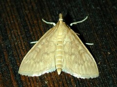 Framinghamia helvalis