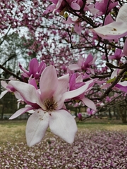 Magnolia liliiflora
