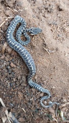 Leptodeira ashmeadii