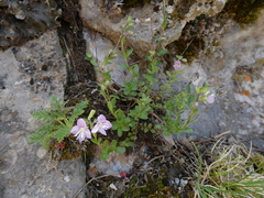 Veronica fruticulosa