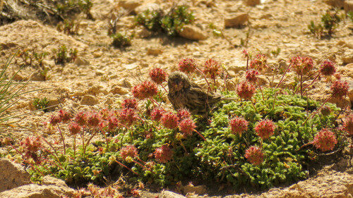 Acaena macrocephala (Acaena macrocephala)