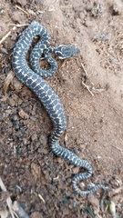 Leptodeira ashmeadii