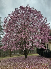 Magnolia liliiflora