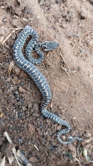 Leptodeira ashmeadii