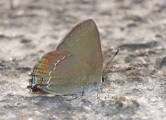 Satyrium esculi