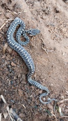 Leptodeira ashmeadii