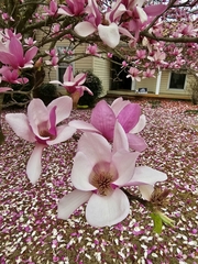 Magnolia liliiflora