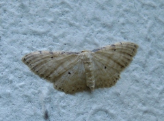 Idaea fuscovenosa