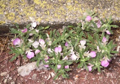 Ajuga iva iva