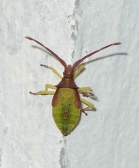 Gonocerus insidiator