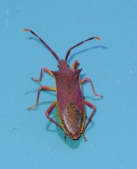Gonocerus insidiator