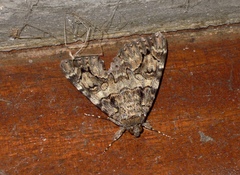 Catocala coniuncta