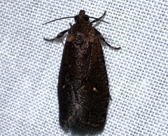 Cryptaspasma