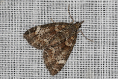 Microdes diplodonta