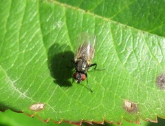 Fannia armata