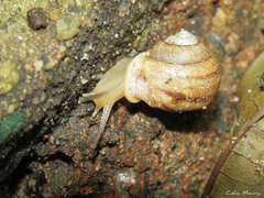 Tomigerus