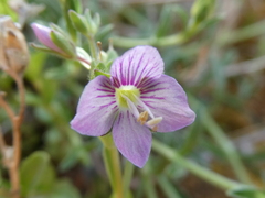 Veronica fruticulosa