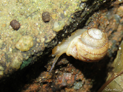 Tomigerus