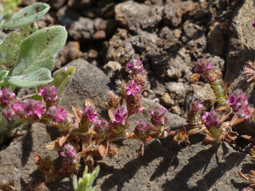 Polygonum plebeium iNat (3)