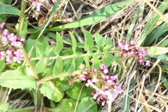 Fedia graciliflora