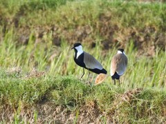 Vanellus spinosus