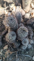Mammillaria phitauiana