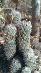 Mammillaria phitauiana