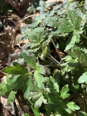 Phacelia bipinnatifida