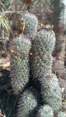 Mammillaria phitauiana