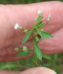 Pombalia parviflora