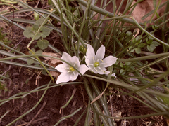 Ornithogalum