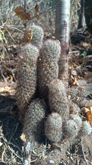 Mammillaria phitauiana