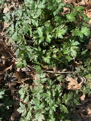 Phacelia bipinnatifida