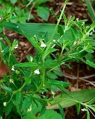 Pombalia parviflora