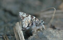 Zestusa elwesi