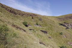 Encephalartos ghellinckii