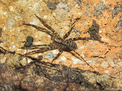 Acanthoctenus
