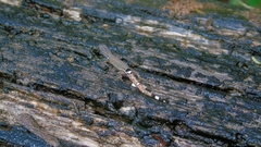 Sphaerodactylus millepunctatus