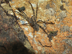 Acanthoctenus