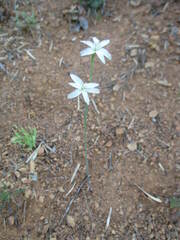 Leucocoryne alliacea