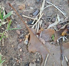 Microhodotermes viator