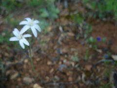 Leucocoryne alliacea