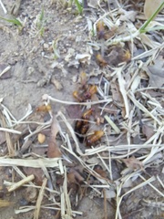 Microhodotermes viator