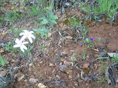 Leucocoryne alliacea