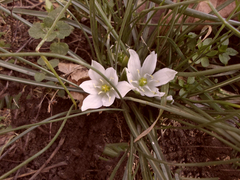 Ornithogalum