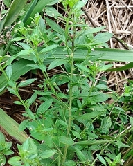 Pombalia parviflora
