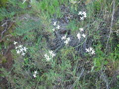 Leucocoryne alliacea