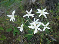 Leucocoryne alliacea