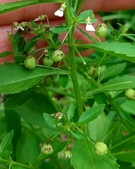 Pombalia parviflora
